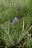 Iris pallida 'Argentea variegata' RCP6-06 045.jpg